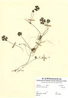 藏品(臺灣天胡萎)的圖片